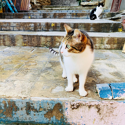 "遇到很多不错的小店，和可爱的小猫。土国喵的完美侧颜，真是百看不厌。土耳其的五颜六色真是太喜欢_土耳其独立大街"的评论图片