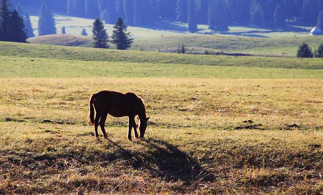 那拉提国家湿地公园