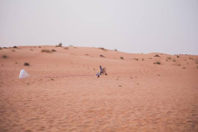 迪拜沙漠保护区