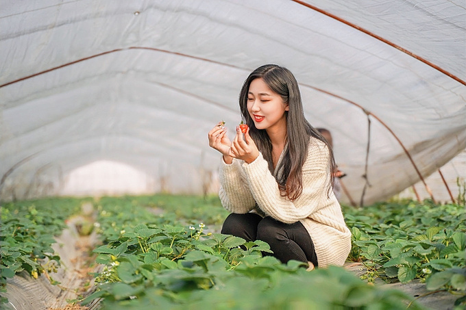 袁兵草莓园图片