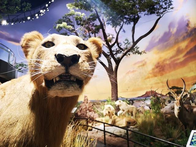 贝林自然博物馆