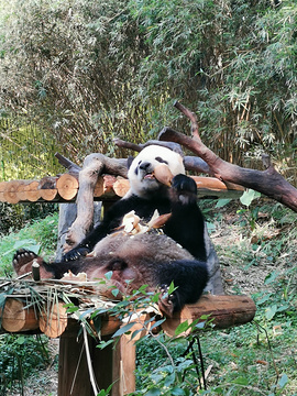 熊猫馆旅游景点攻略图