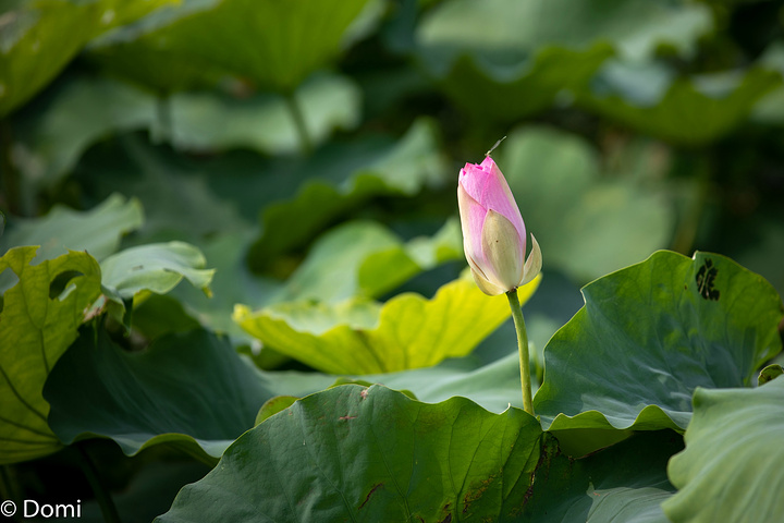 "莲花岛可以满足许多人对于度假的想象，万顷湖泊，抚慰人心_莲花岛码头"的评论图片