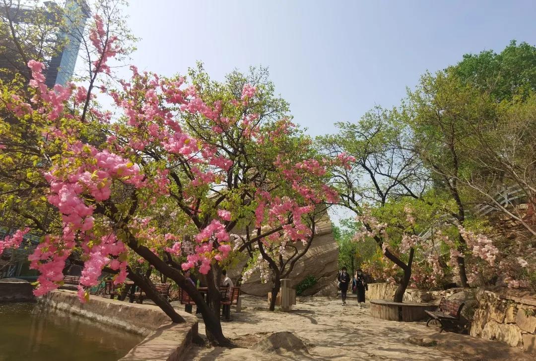 花已开,相约共赴春日盛景 —北京清凉谷风景区