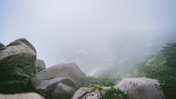 "谷旁古树虬枝，如铁壁挂画，谷内怪石异草，似丹墀仙境，引人入胜。开在悬崖边的野花 美丽又危险 难以靠近_天柱山"的评论图片