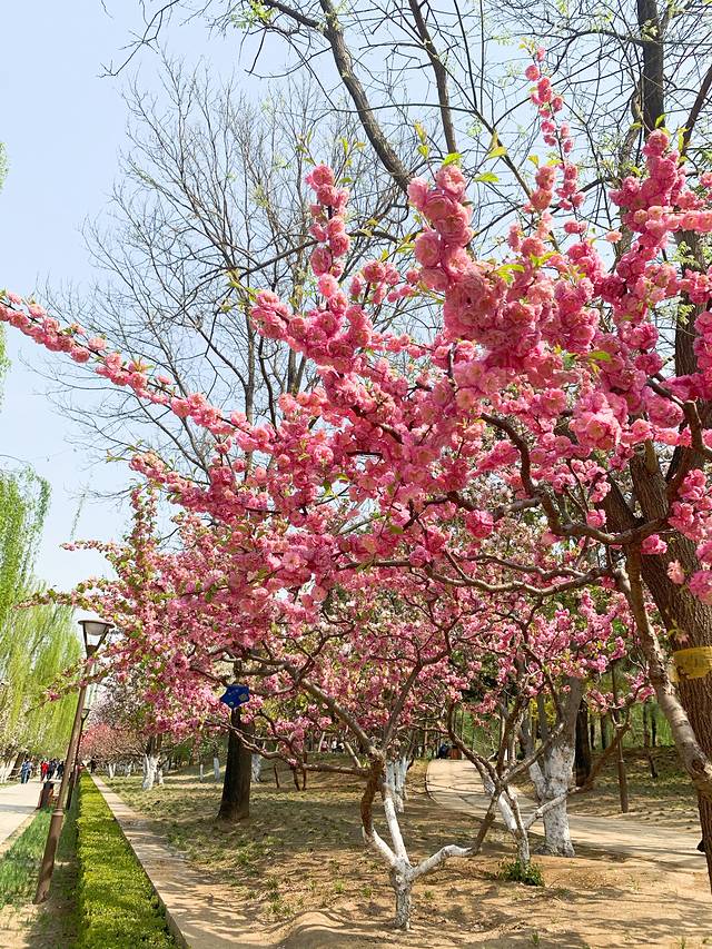 元大都城垣遗址公园-海棠花溪