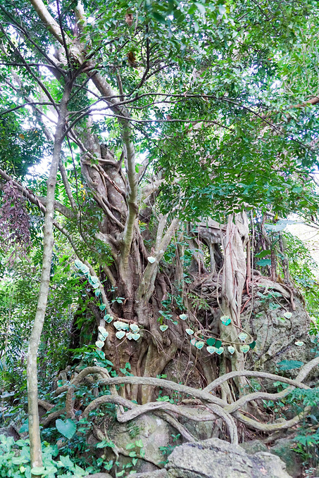 呀诺达雨林文化旅游区图片