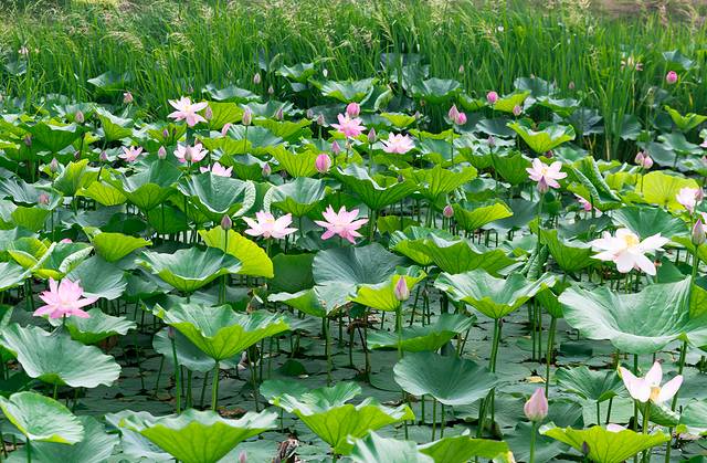 梅河口市长白山植物园