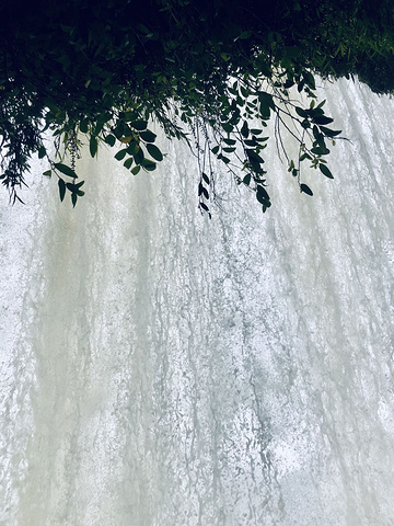 "5月后进入最佳观瀑期，从70多米高的悬崖绝壁飞流直泻，大水时，流量达每秒1500立方米，瀑布激..._黄果树瀑布"的评论图片