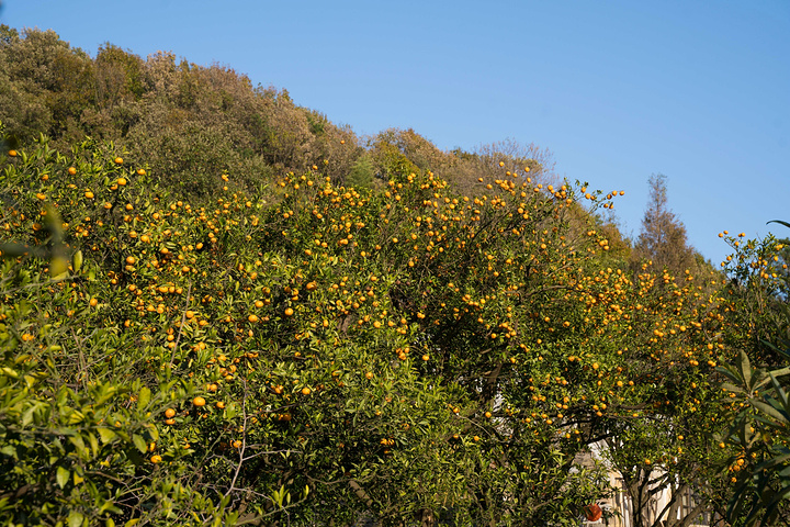 "...子树，因此橘子树在这里随处可见，橘子采摘点也非常之多，不过最便利的采摘点还是北里湖湿地旁的橘园_南北湖"的评论图片
