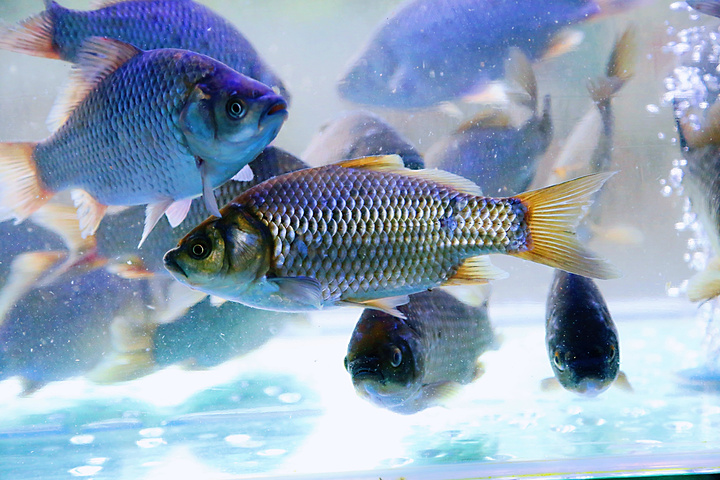 鱼夫鱼仔鹅卵石鱼火锅