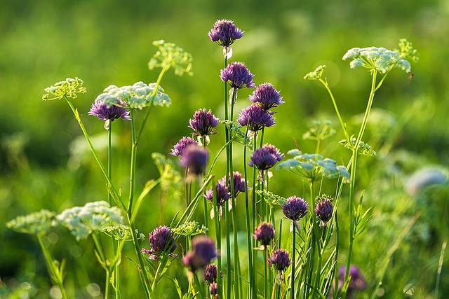 坝上草原大汗行宫旅游景区