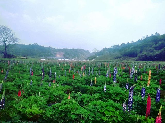 花花世界这是一簇可爱的兔尾草置身其间,耳旁是蝶舞蜂闹,嘤嘤嗡嗡.