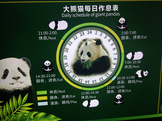 大熊猫的资料表格图片