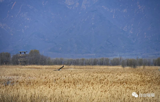 野鸭湖国家湿地公园旅游景点图片