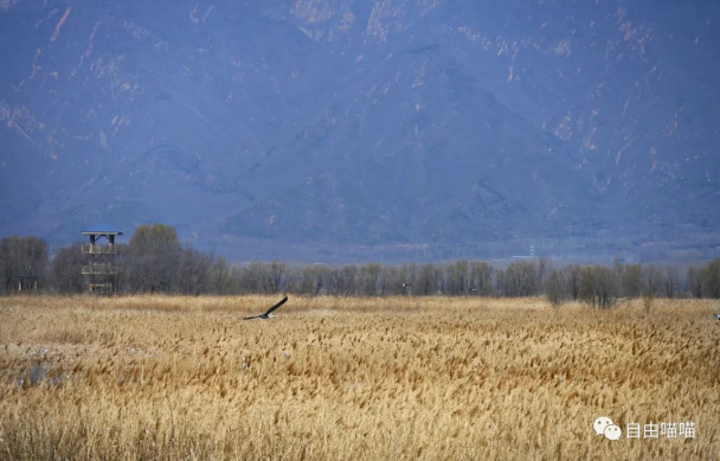 "野鸭湖国家湿地公园是华北最大北京唯一湿地鸟类自然保护区，占地面积283.4 公顷，以湖水湿地为..._野鸭湖国家湿地公园"的评论图片