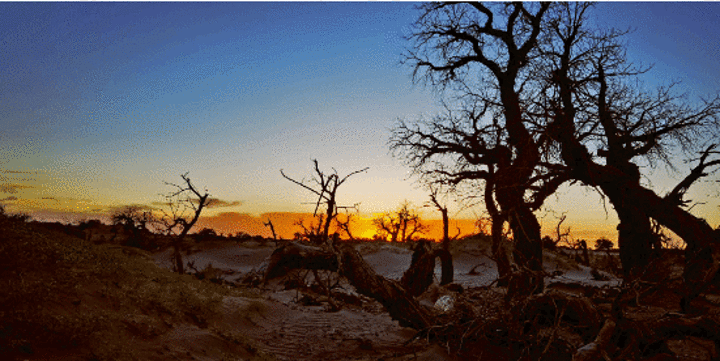 "额济纳的最后一站我们游览的是大漠西怪树林，千年不朽的胡杨枯木、震撼人心的生命景观_居延海"的评论图片