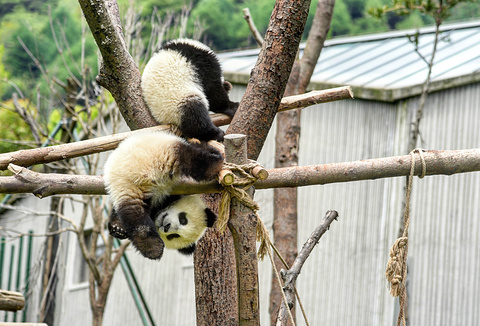 卧龙大熊猫自然保护区旅游景点攻略图