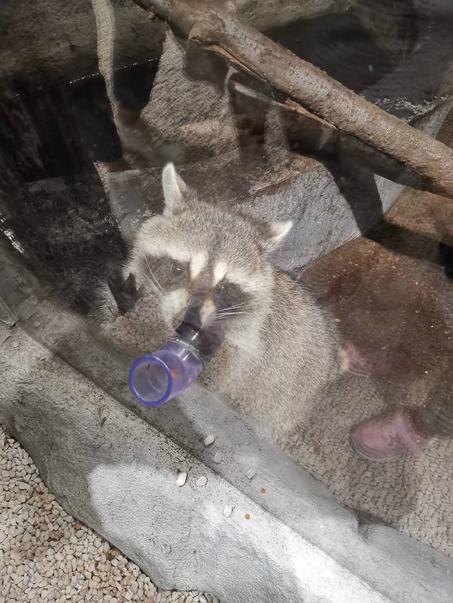 MrZoo-小小动物元室内动物园(上海嘉定万达中心)