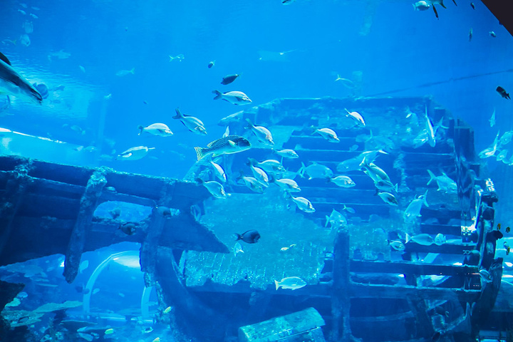 "如果你真的是超级热爱水下世界，不妨在这体验一把水肺潜水，亲身接触海洋，探索海底世界~❤️体验水肺潜水_S.E.A.海洋馆"的评论图片