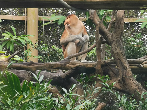 金猴王国旅游景点图片