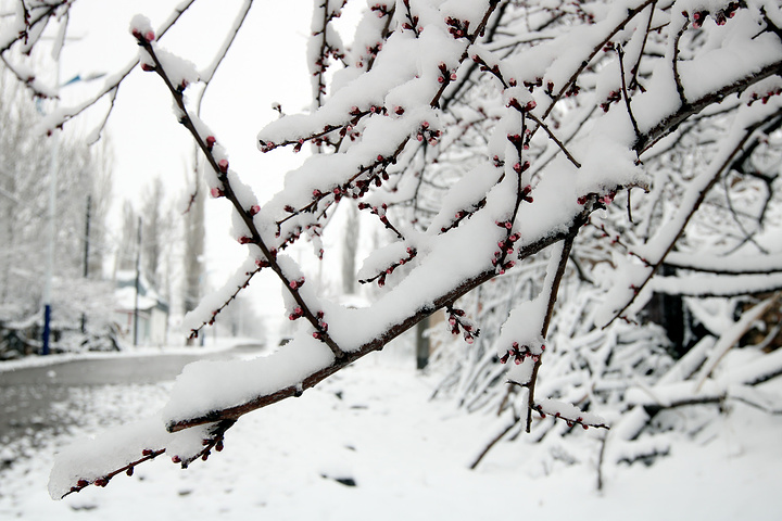 " 不过雪压杏花枝也是没见过，算是另外的一种运气了。 只能在附近村庄遛跶。那么就在吐尔根乡下车，_吐尔根"的评论图片