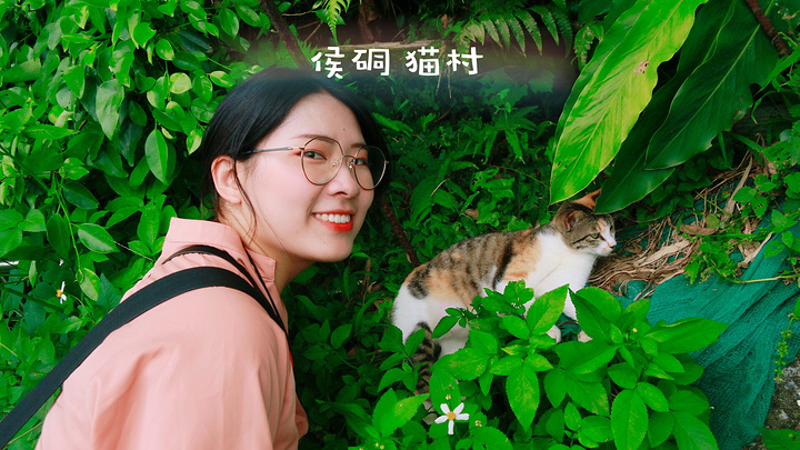 21猴硐猫村位于台湾新北市瑞芳区侯硐车站周边 百猫街栖息的猫因长期与观光游客近距离接触 侯硐车站 评论 去哪儿攻略