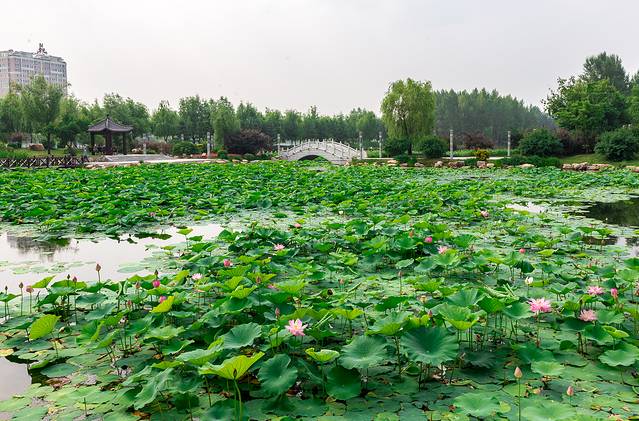梅河口市长白山植物园