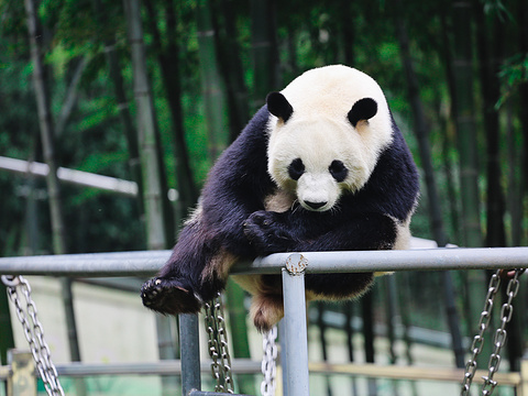 熊猫馆旅游景点图片