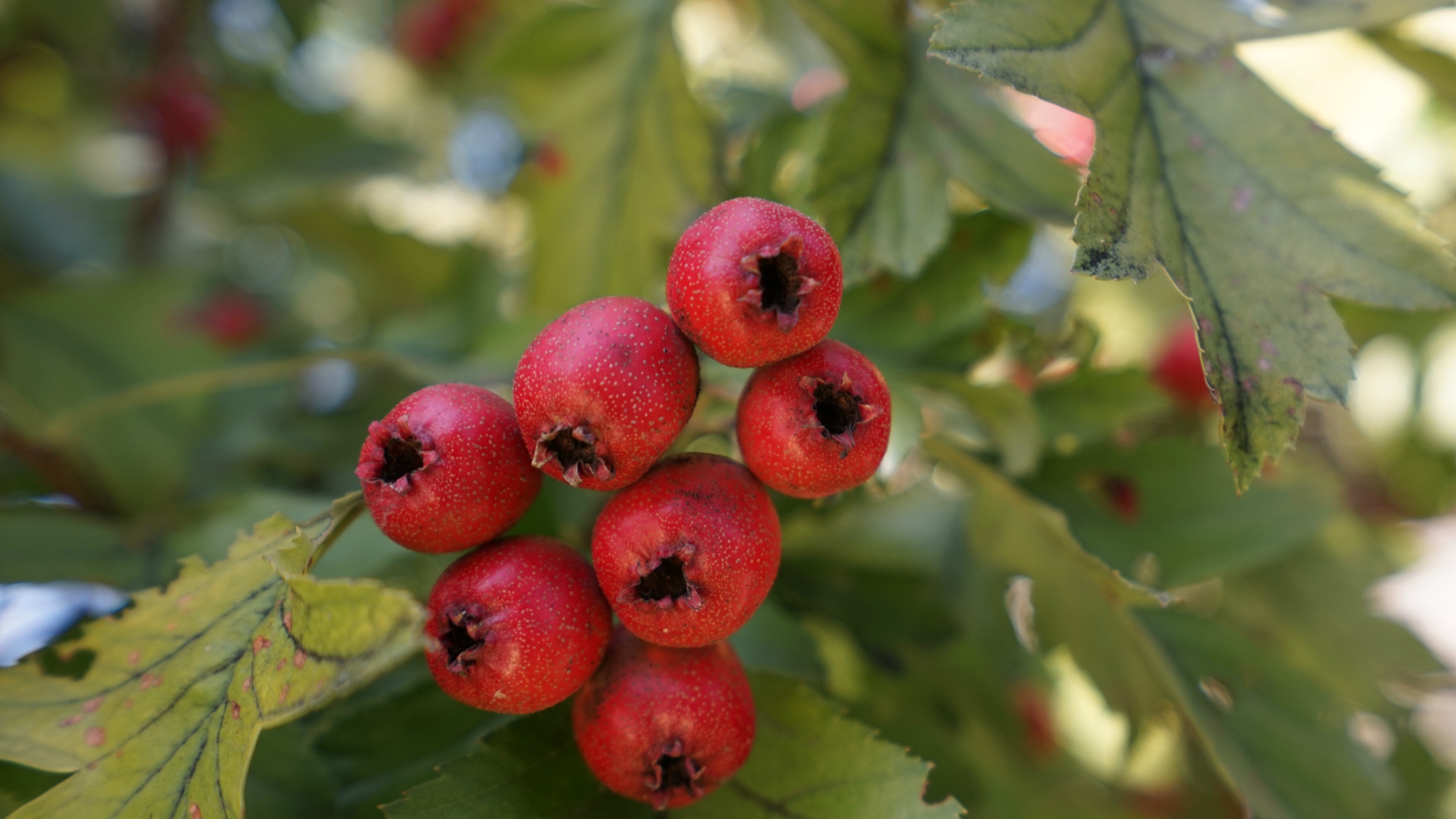 院内很多山楂树,硕果累累