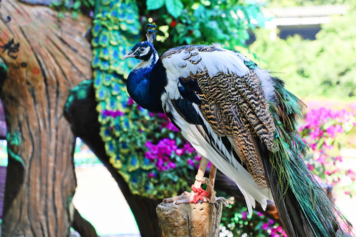 天呐,原始森林公园的孔雀竟然会飞说出来你可千万别笑,我是头一回听说