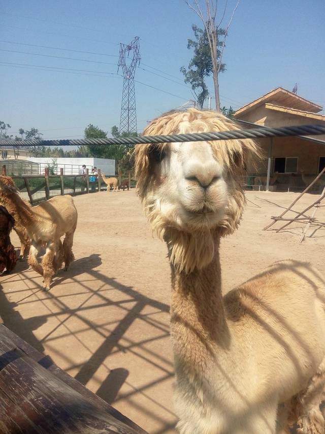 黄河三角洲动物园