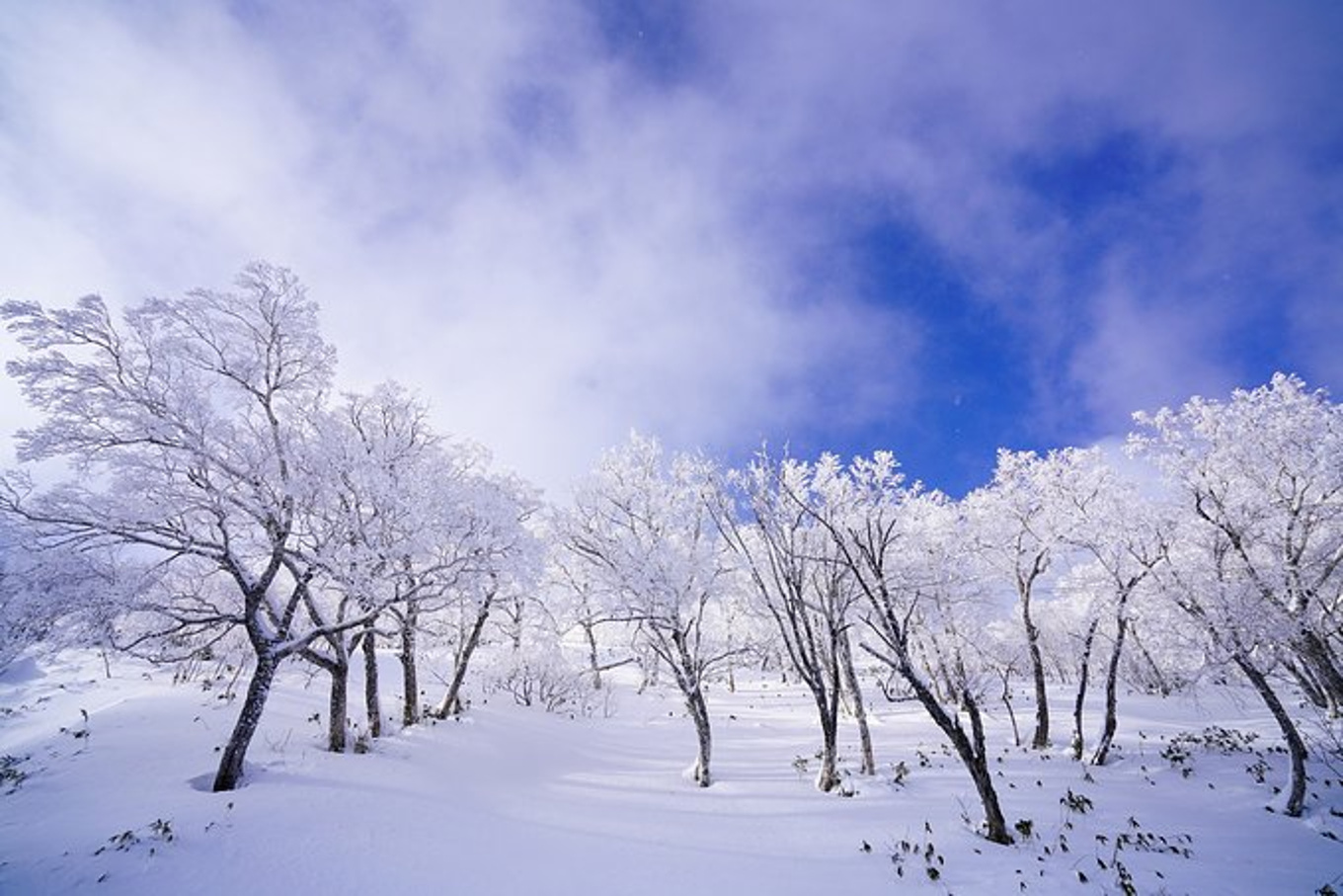 冬季内蒙来看雪，呼伦贝尔一个南方孩子的北国梦-额尔古纳旅游攻略-游记-去哪儿攻略