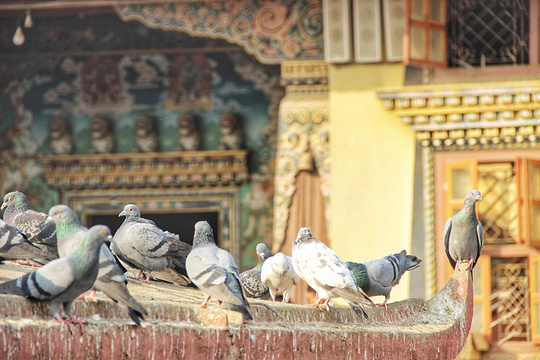 博达哈大佛塔旅游景点图片