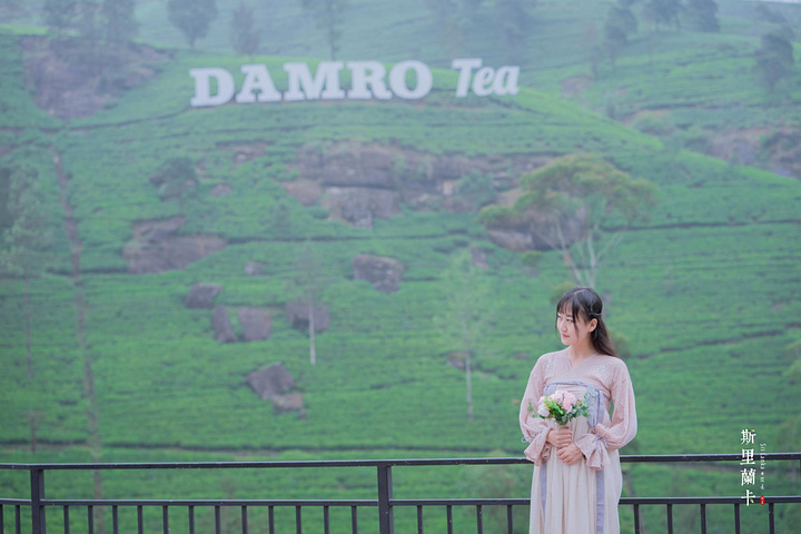 "坐在车上时远远便能看到翠绿山坡上的damro tea，这里是特别的，看到的第一眼便喜欢上了这儿的风景_Mackwoods茶厂"的评论图片