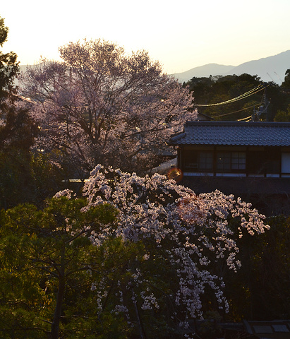 "银阁寺本名慈照寺，与金阁寺一样，同为临济宗相国寺派寺院，也是室町时代所建。银阁寺门票_银阁寺"的评论图片