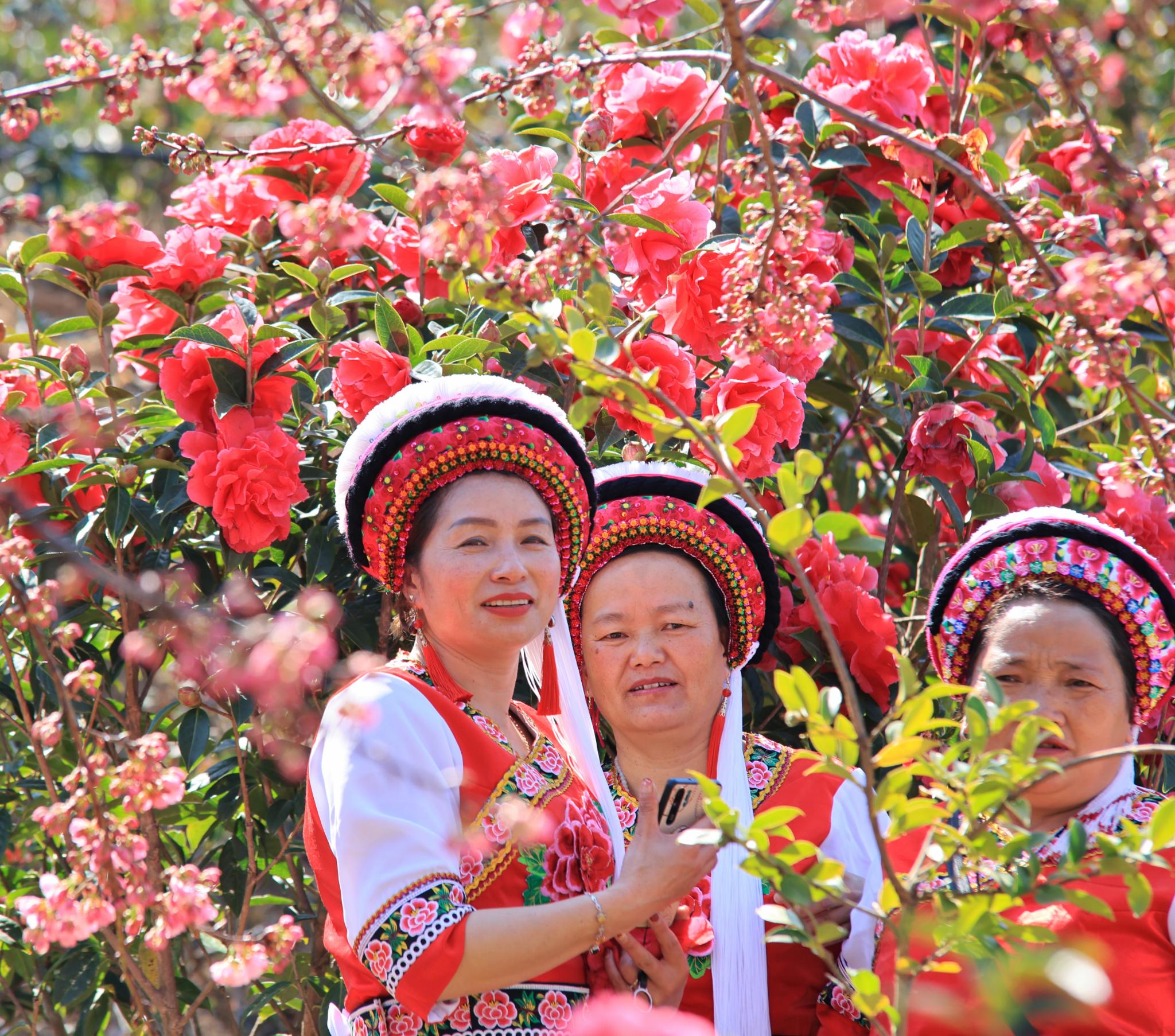 大理茶花谷电话图片