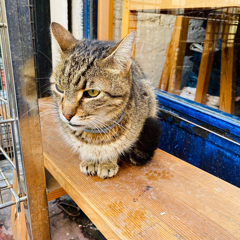 "遇到很多不错的小店，和可爱的小猫。土国喵的完美侧颜，真是百看不厌。土耳其的五颜六色真是太喜欢_土耳其独立大街"的评论图片