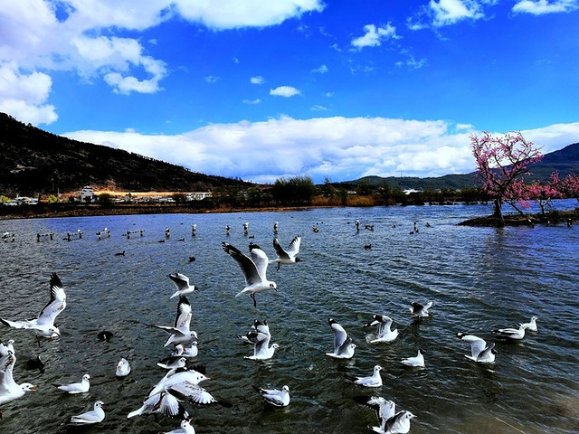 "Day 2 拉市海候鸟湾逗海鸥，拍照总算可以弥补一些缺憾_拉市海"的评论图片