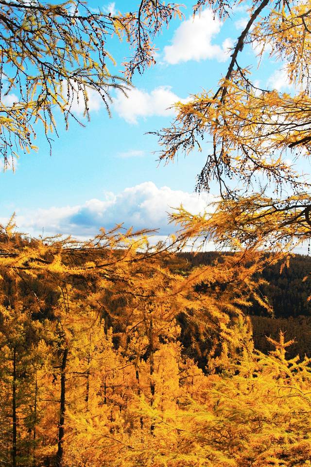 相思谷原始林风景区