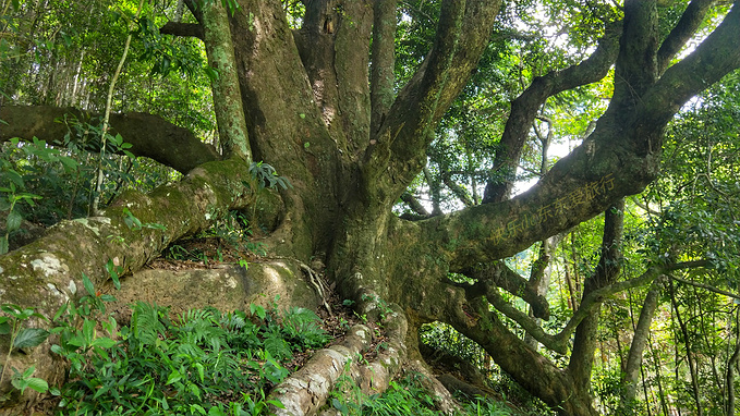 廣東梅州平遠泗水千年古檀樹獨木成林如百足怪獸枝幹如群龍飛舞