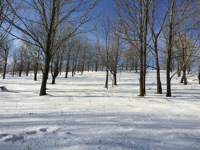 风吹过来掀起一大片的雪尘超仙超好看的生长于南方的我们从未见过如此