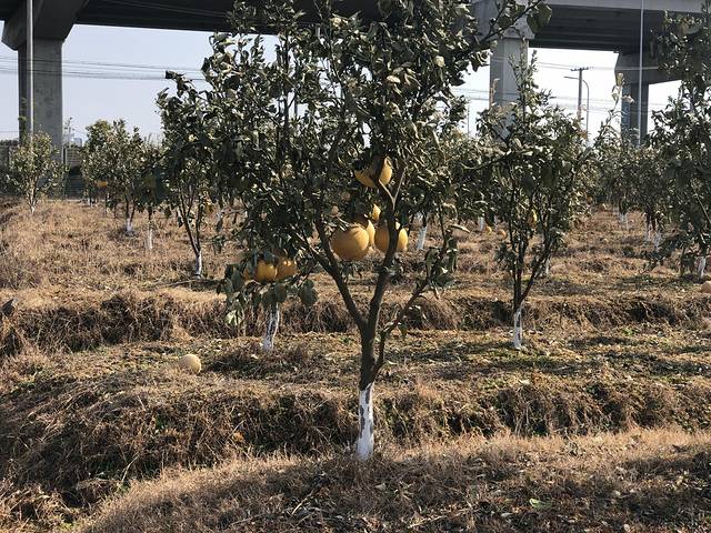 文明草莓园(鑫牛生态园店)