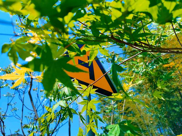 笄山竹海风景区