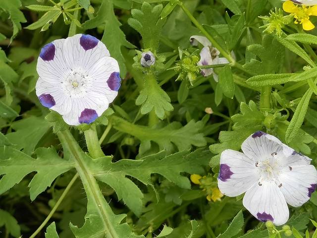 花开海上生态园