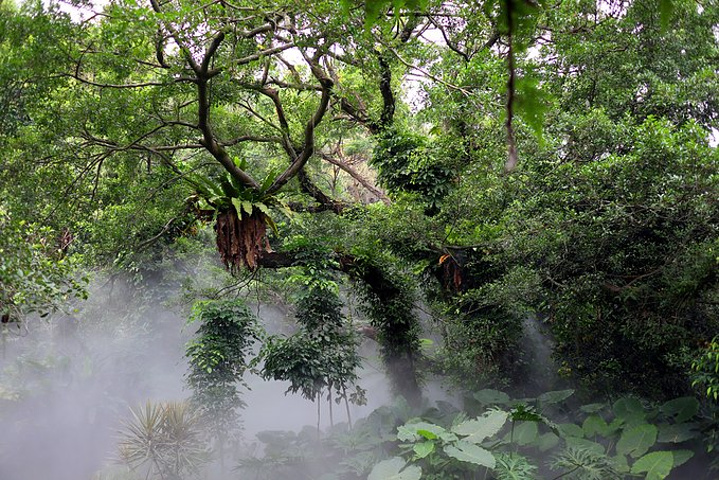 "最佳拍摄效果是选择有阳光透射天气进入，如此可利用光束与雾气的结合，拍出朦胧的意境与仙气十足的大片。_厦门园林植物园"的评论图片