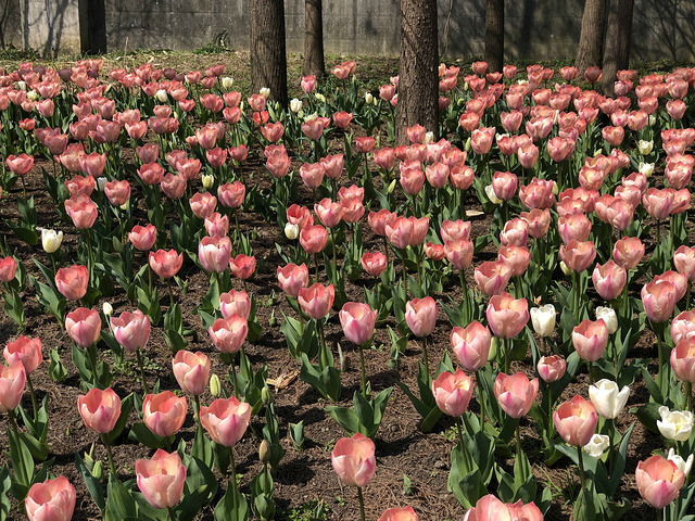 "每年春天的时候，上海植物园的游客人数是最多的，因为上海植物园每年都会有花展，花展期间，可以看到樱花、_上海植物园"的评论图片
