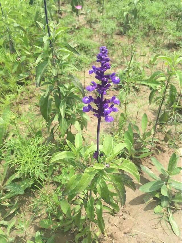紫海鹭缘浪漫爱情主题公园