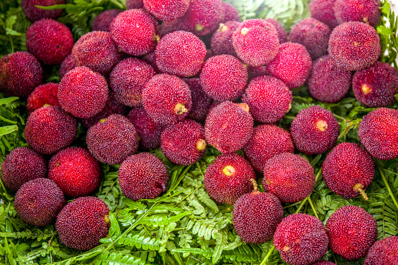 玩转临海丨从吃杨梅飞滑翔伞逛紫阳古街开始