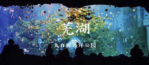 芜湖新华联大白鲸海洋公园旅游景点攻略图